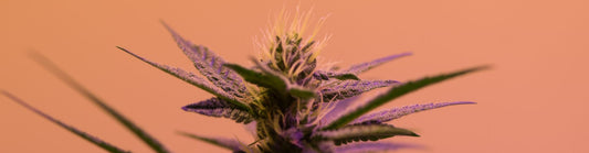 hemp plant with an orange background